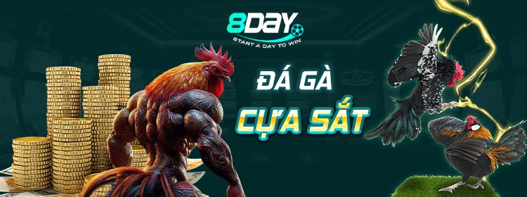 Đá gà cựa sắt