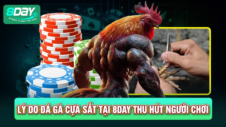 Lý do đá gà cựa sắt tại sảnh 8DAY thu hút người chơi